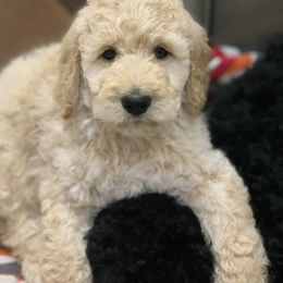 Goldendoodle, Labradoodle, and Poodle Puppies from Sugar Fig Kennel