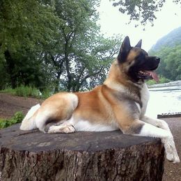 Akita All Grown Up from Komai Akitas