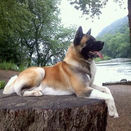 Akita All Grown Up from Komai Akitas