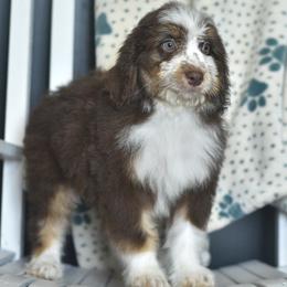 Bryce - Red tri-color male Aussiedoodle puppy in Delta, Colorado from PTK Ranch