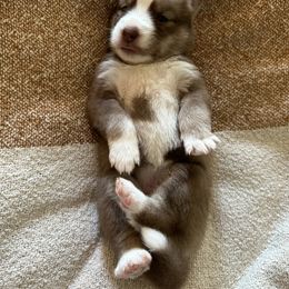 Siberian Husky Puppies from Sunny Siberians