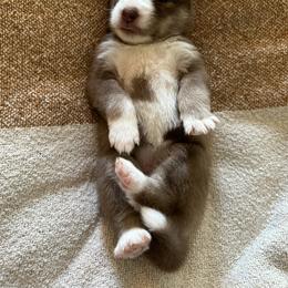 Siberian Husky Puppies from Sunny Siberians