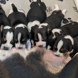 Beagle Puppies from Jennifer Knapp's Beagles