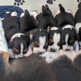 Beagle Puppies from Jennifer Knapp's Beagles