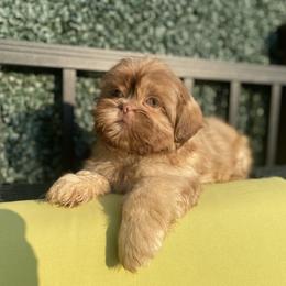 Girl 3 Sasha - Liver female Shih Tzu puppy in Troy, Michigan from "Shihtzu Best Friend"