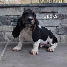 Jackson - Black brown and white male Basset Hound puppy in Newton Grove, North Carolina from MGA Basset Hound