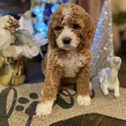 Cavapoo and Poodle Puppies from Sac-Town Poodles and Doodles