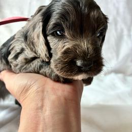 Hiram - Merle male Cockapoo puppy in Adrian, Oregon from ApplebyFarm