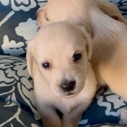 Nutmeg - Cream female Dachshund puppy in Vero Beach, Florida from Joseph’s Dachshunds