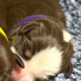 Hera - Red tri female Miniature Australian Shepherd puppy in Pinnacle, North Carolina from Higher Elevations Mini Aussies