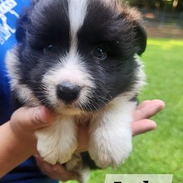 Independence aka: Indy - Black and white male Border Collie puppy in Powder Springs, Georgia from Snowbird Border Collies