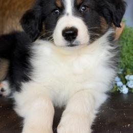 Grady-has tail-many videos - Black tri-color male Australian Shepherd puppy in Troy, South Carolina from Australian Shepherds of 3/W Farms