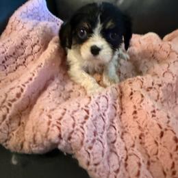 Hailey - Tri-color female Cavalier King Charles Spaniel puppy in Athens, Georgia from Sandy Cross Kennels