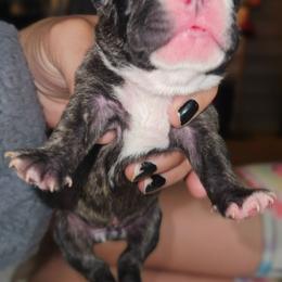 Girl 3 - Brindle and white female French Bulldog puppy in Monterey, Louisiana from McaysKennels