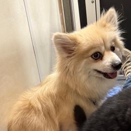 Cocoa Bean - Pomsky
