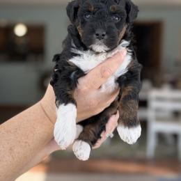Chance - Tri-color male Bernedoodle puppy in Henry, Illinois from Rowe Farms Doodles