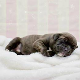Female 1 - Chestnut brindle female Cane Corso puppy in Haslet, Texas from Trained To Go Corso Kennels (T.T.G. Corso Kennels)
