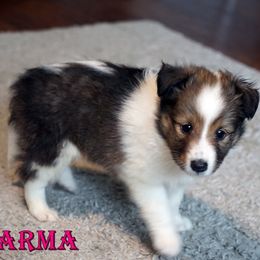 Karma Mahogany Sable Girl - Sable and white female Shetland Sheepdog puppy in Frazeysburg, Ohio from Mountain High Kennels