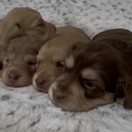 Dachshund Puppies from Suzie’s Mini Doxies