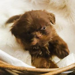 Chocolate Boy - Chocolate male Shih Tzu puppy in Hillsdale, Michigan from Prairie Fen Farm