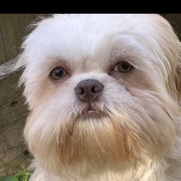 Auggie - Shih Tzu
