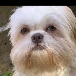 Auggie - Shih Tzu
