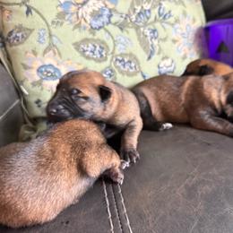 Female 2 - Mahogany female Belgian Malinois puppy in Denver, Colorado from Morales Kennels