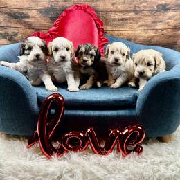 Bernedoodle, Cavalier King Charles Spaniel, Cavapoo, Cockapoo, and Poodle Puppies from Cavapoo Acres