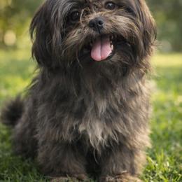 Chi chi - Shih Tzu