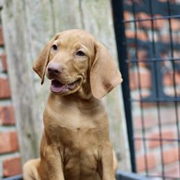 Lilypad - Golden rust female Vizsla puppy in Bloomington, Indiana from Envizion