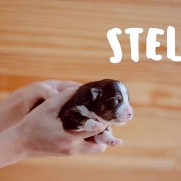 Miniature American Shepherd Puppies from Mini Aussie Florida