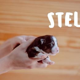 Miniature American Shepherd Puppies from Mini Aussie Florida