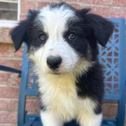 Till - Black and white male Border Collie puppy in Mckinney, Texas from Border Collies of Ruidoso