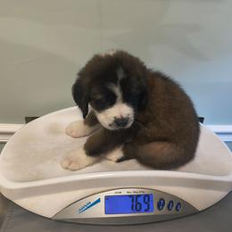 Harriet - Brown and white female Saint Bernard puppy in Clover, South Carolina from Sweetest Saints