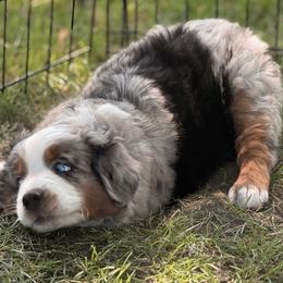 Miniature Australian Shepherd and Toy Australian Shepherd Puppies from Son Shine Farm