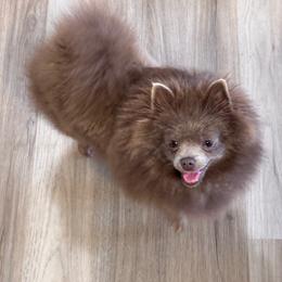 Chanel - Pomeranian
