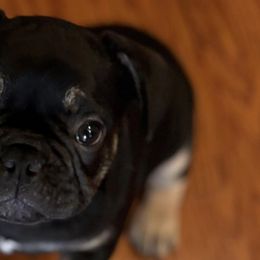 French Bulldogs from Keehln Baity