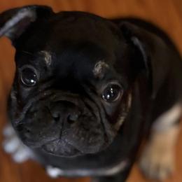 French Bulldogs from Keehln Baity