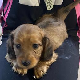 Duffy soft long wire 2150 - Red male Dachshund puppy in Elizabethtown, Kentucky from Teeny Tiny Puppy Tails