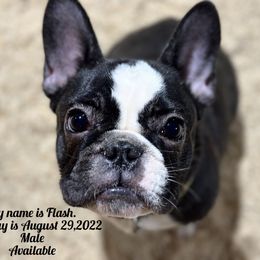 French Bulldog and Labrador Retriever Puppies from Desiree Ortiz's French Bull Dogs and Labrador Retrievers