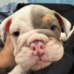 Crown Prince Cairo - Lilac tri-color male Bulldog puppy in Pace, Florida from Royal Fade Bulldogs