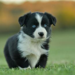 Aggie - Black & white female Miniature Australian Shepherd puppy in Hartman, Arkansas from Southern Edition Aussies