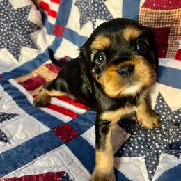 Truvy - Black and tan female Cavalier King Charles Spaniel puppy in Springfield, Missouri from Ozark Mountain Cavaliers