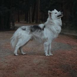 Prosecco - Siberian Husky