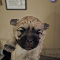 Girl 2 - Mal-Shi puppy in New York from Alana Miller