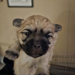 Girl 2 - Mal-Shi puppy in New York from Alana Miller