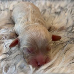 Drew - Buff and white male Cockapoo puppy in Tampa, Florida from Designer Puppy Boutique