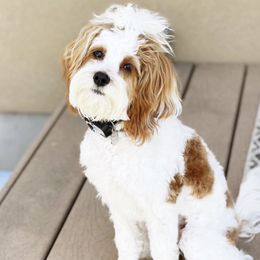 Moana - Cavapoo