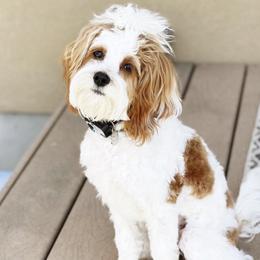 Moana - Cavapoo
