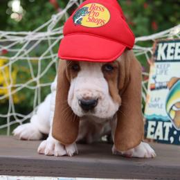 Puffer - Red and white male Basset Hound puppy in Pollock, Missouri from Northstar
